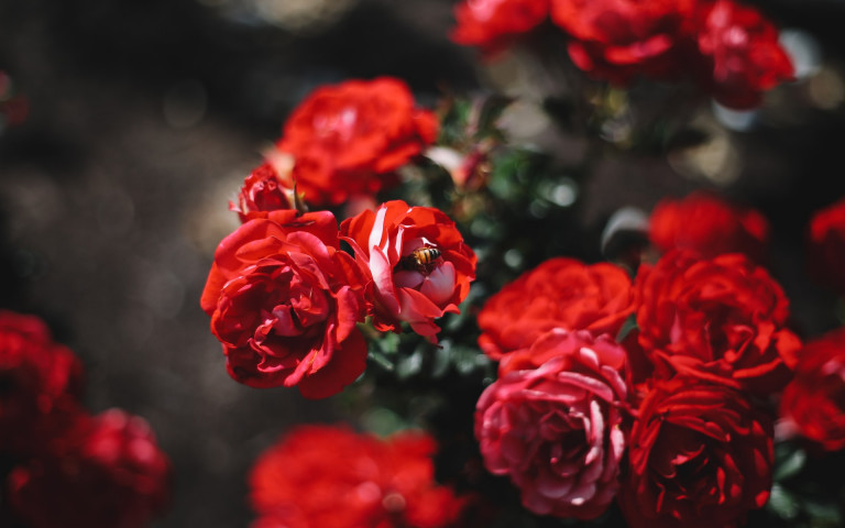 Pazar színorgia és kellemes illatfelhő: 4 magyarországi rózsakert, ahova érdemes ellátogatni
