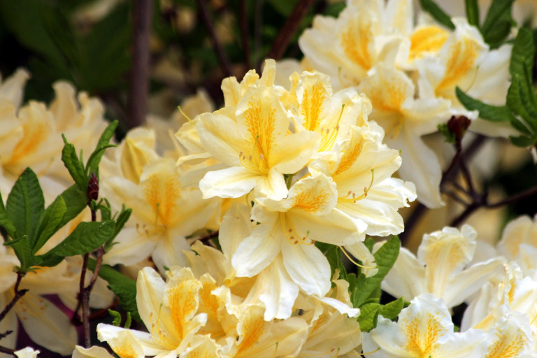 Rhododendron: a tavaszi kert legszebb virága – íme minden, amit tudni illik róla!