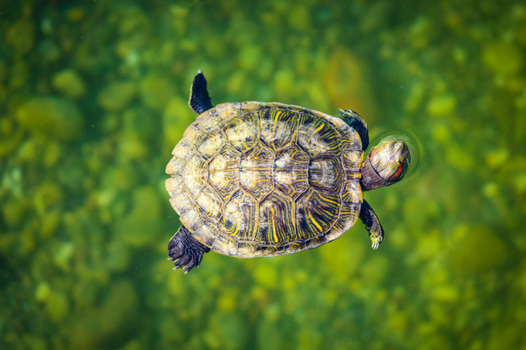 A teknős szuper háziállat, ha megfelelően gondozzuk – másképpen szalmonella