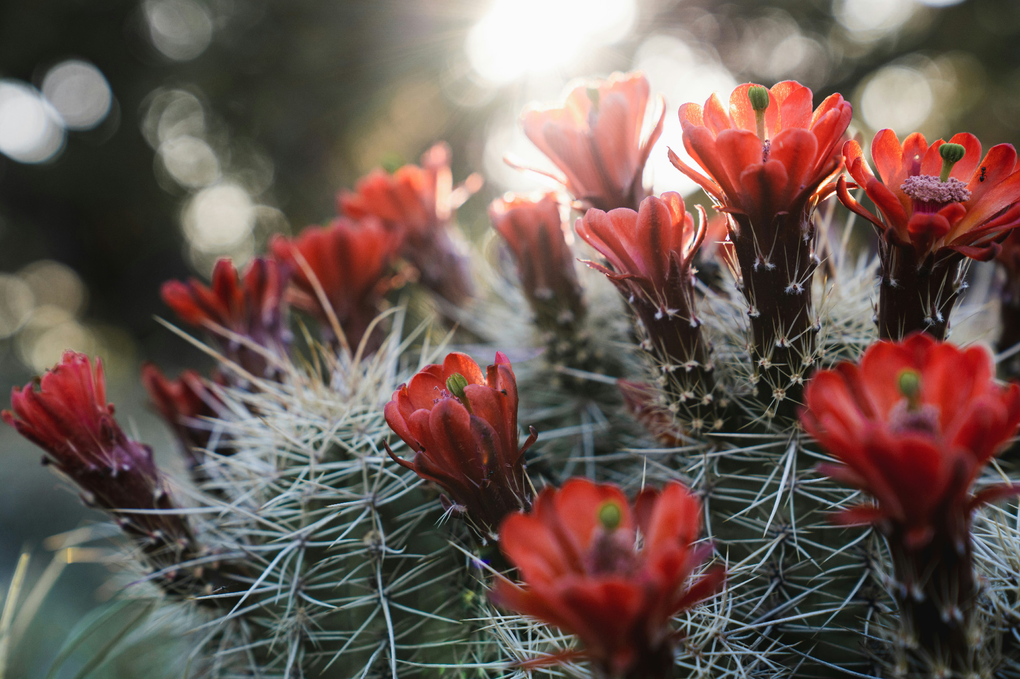 Azok a csodálatos, de félreértett kaktuszok