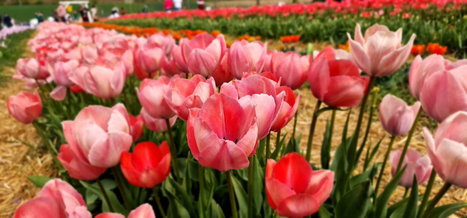 Egyetlen hagymáért több mint félmillió forintot is megadtak – a holland tulipánláztól az idei tulipánszüretig