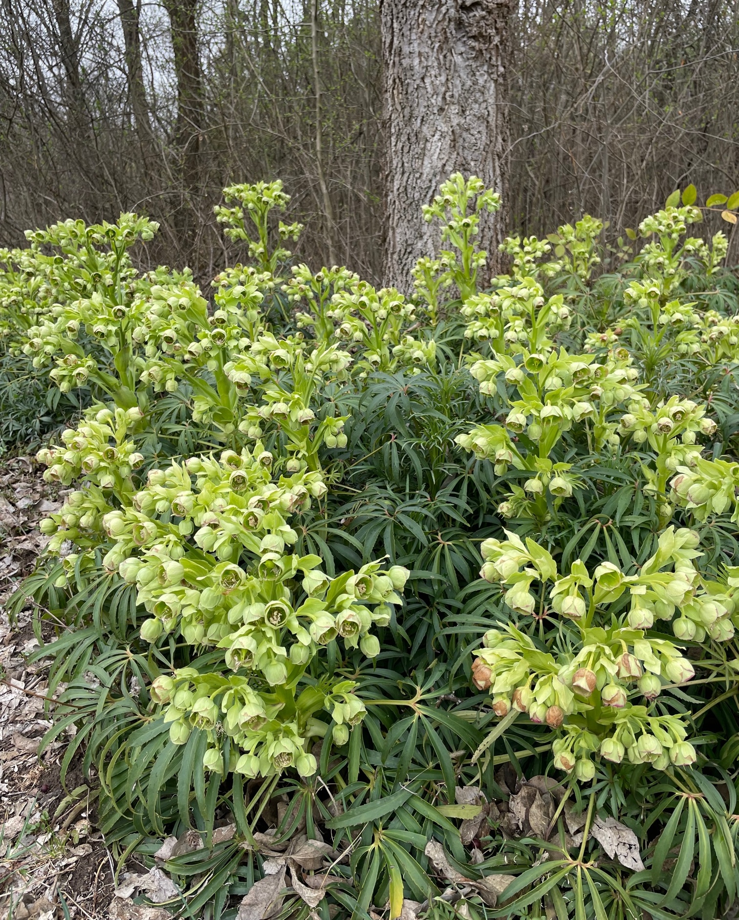 kecskemet-arboretum<br>