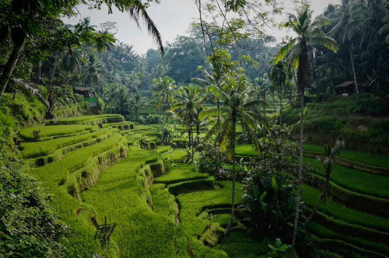 Aki Baliról álmodik, tyúkok közt ébredhet