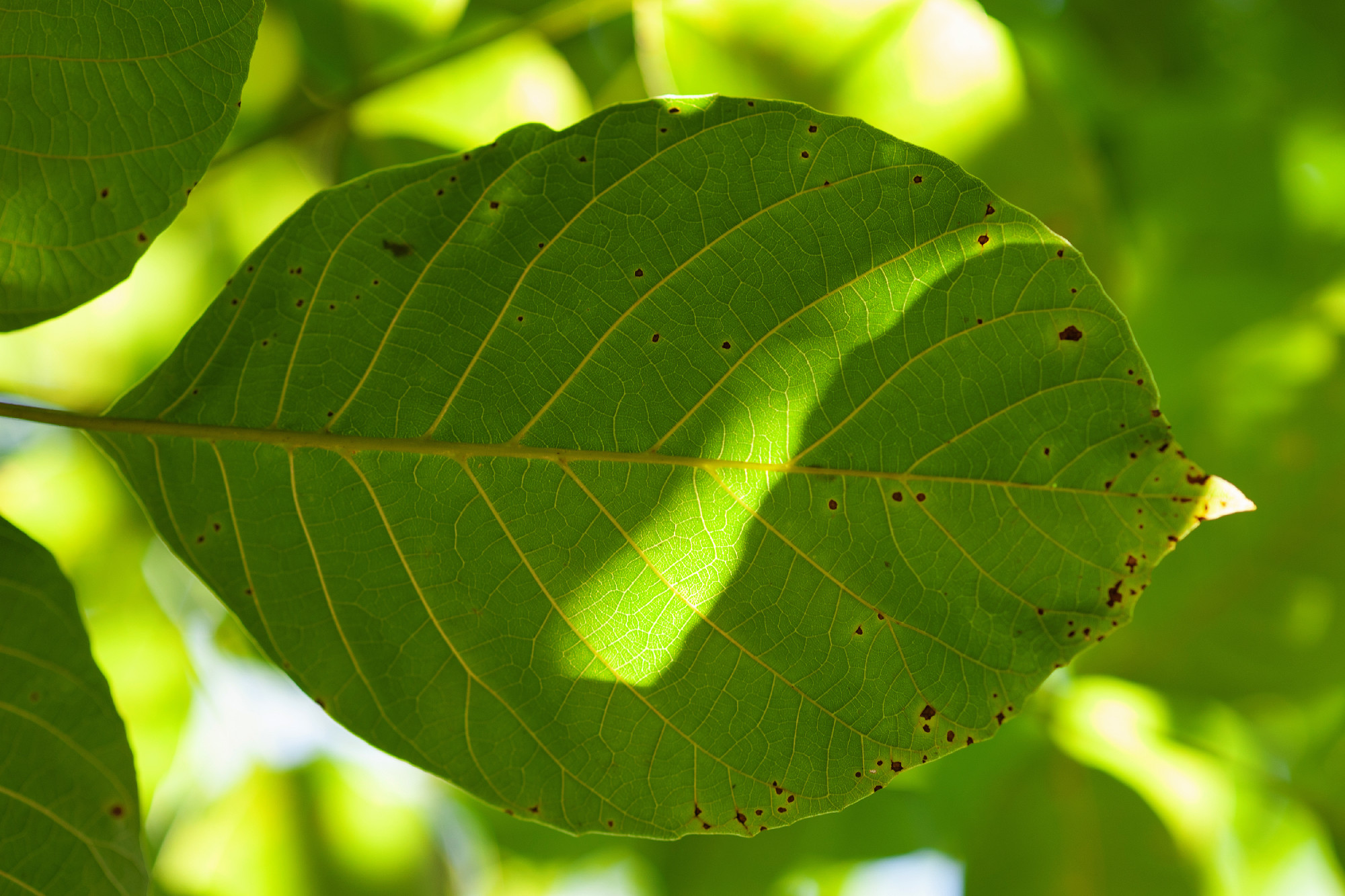 Green leaf. Texture of a glowing walnut leaf against light and shadow