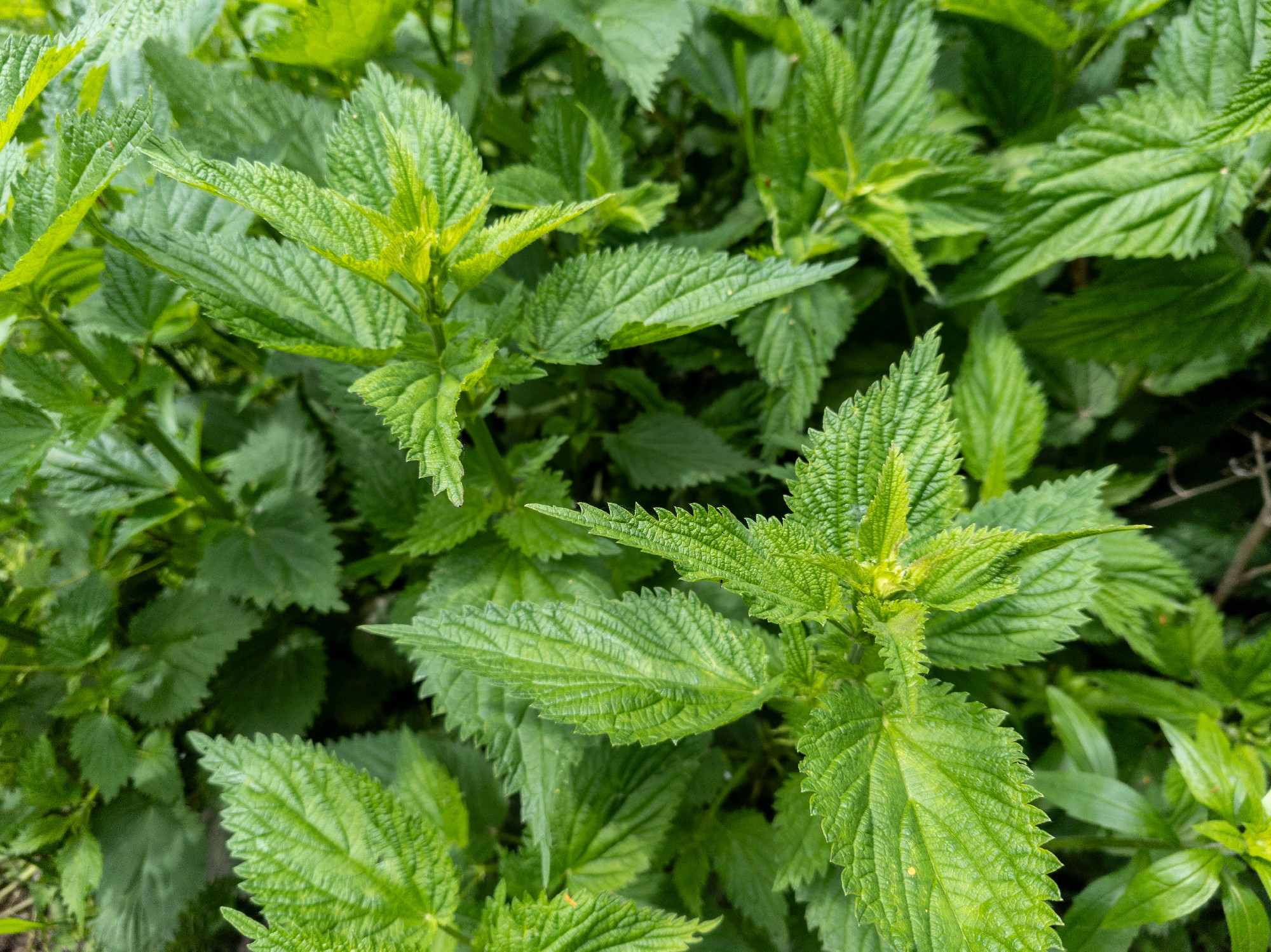 Close -up of a nettle plant with green leaves