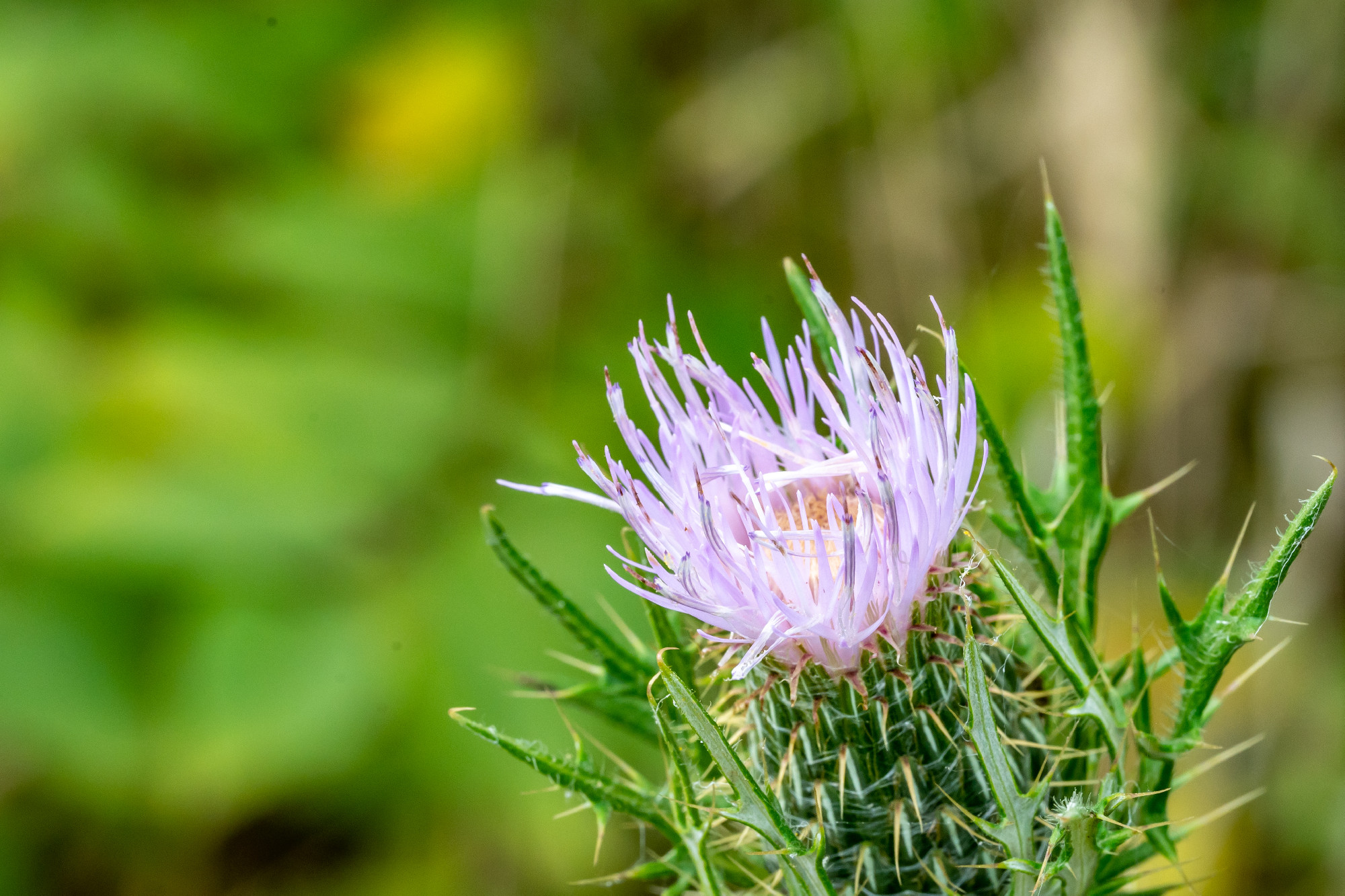 Macro selective focus on the bloom of a creeping Canadian thistle.