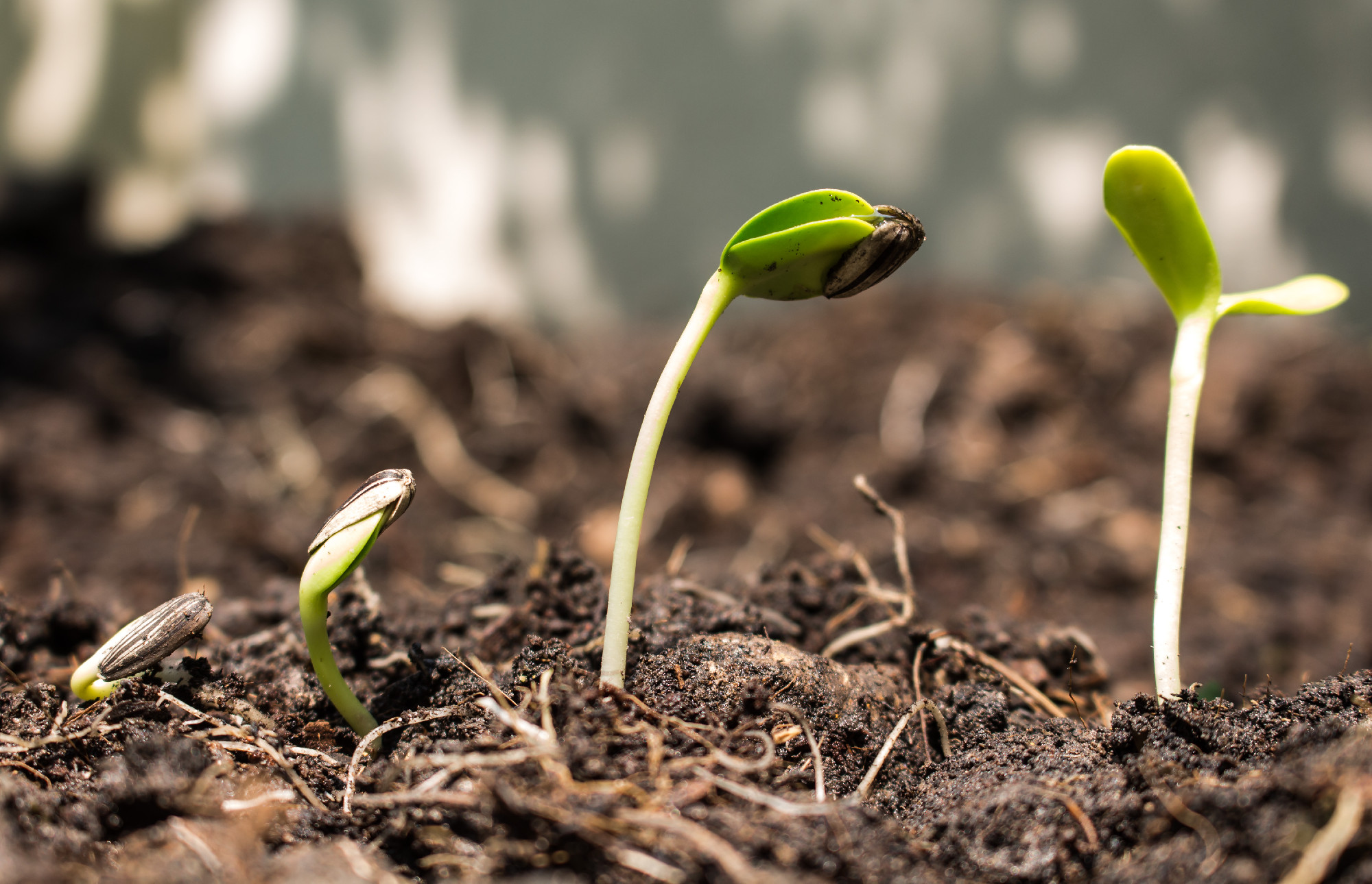 seed  on soil - new life start concept