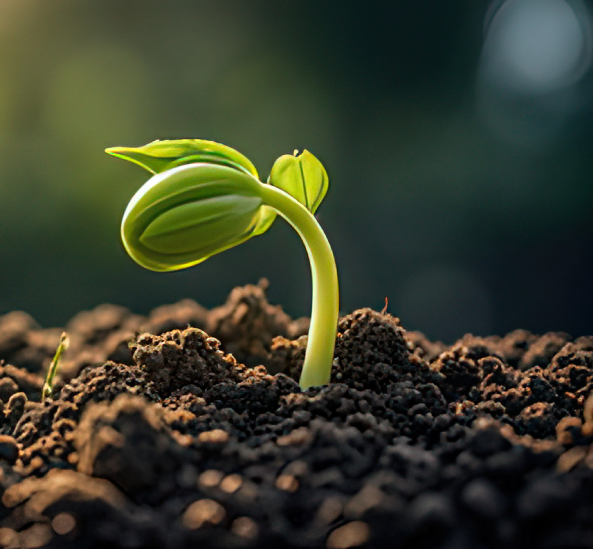 Tavaszváró vitaminbomba – Mindent a csíráztatásról