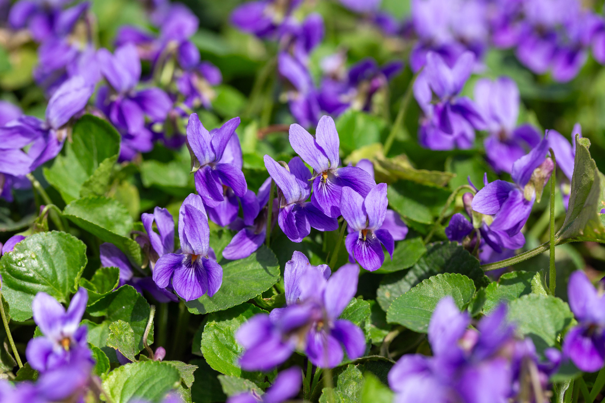 Természetes egészség – Elengedhetetlen tavaszi növényeinkről