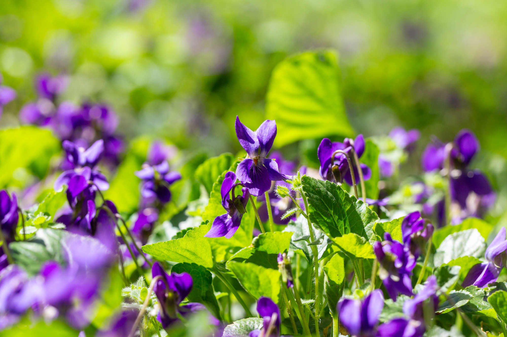 Close-up of blooming wild violets in a sunlit spring forest.