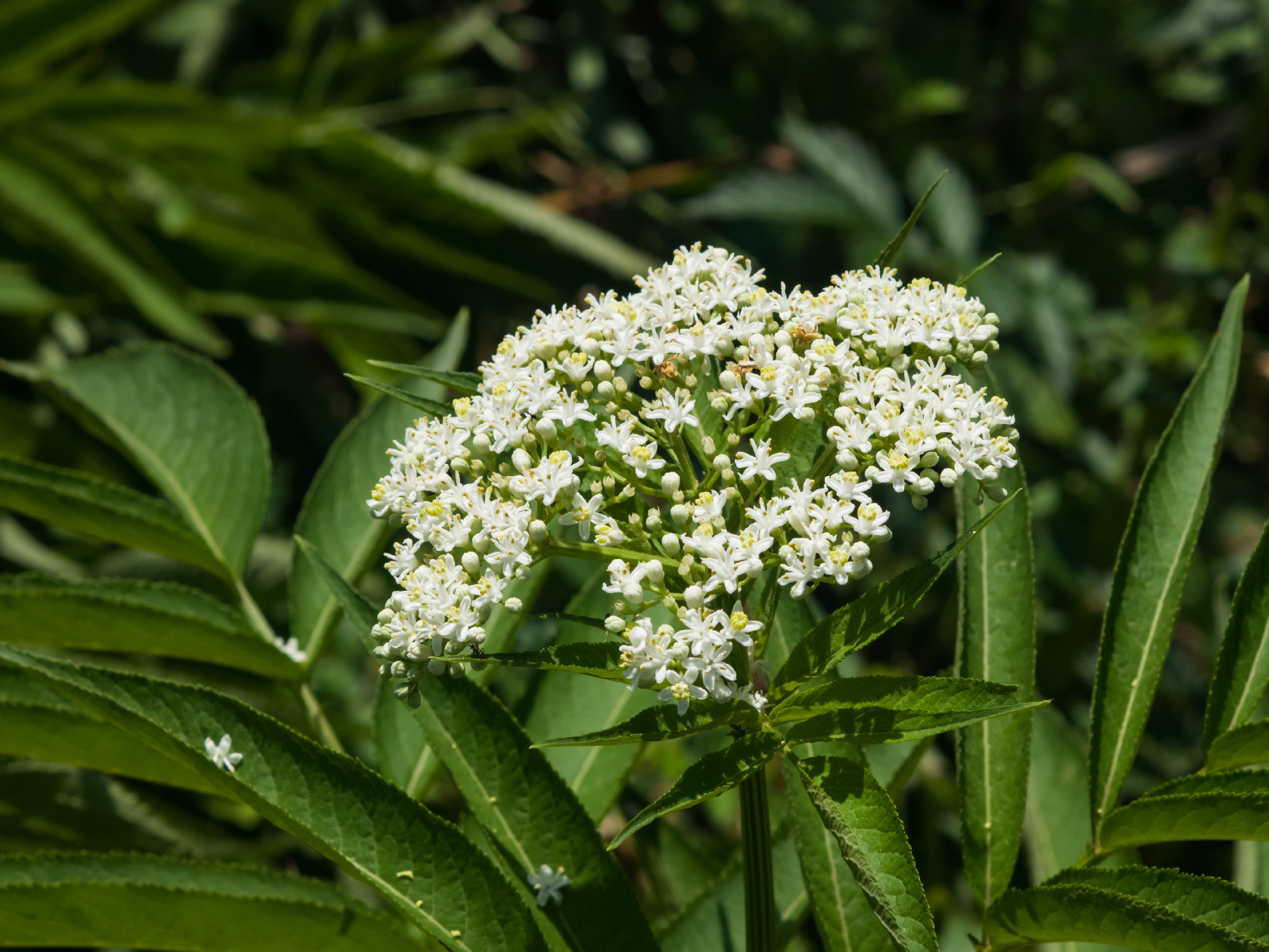 Blooming danewort, dwarf elderberry or elderwort, Sambucus ebulus, close-up, selective focus, shallow DOF