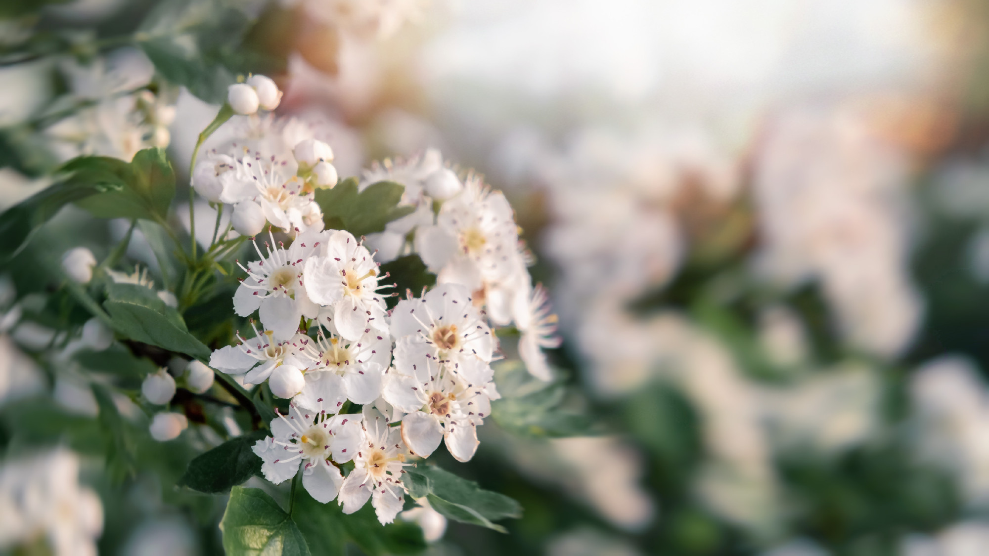 Delicate white flowers of hawthorn in the spring garden, close-up