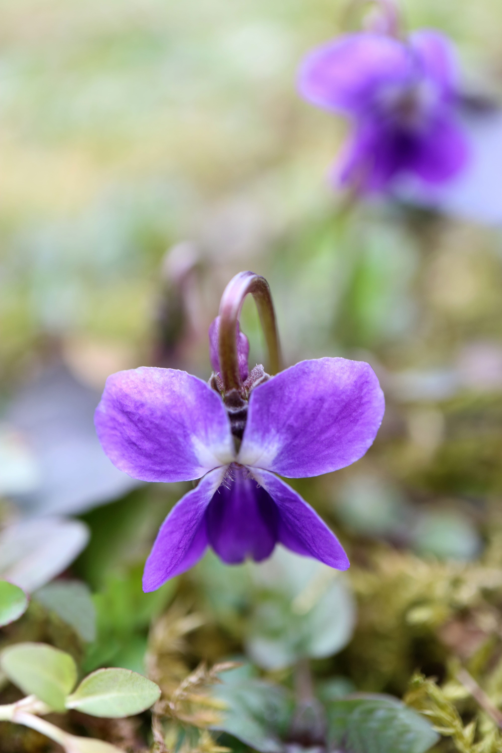 Természetes egészség – Elengedhetetlen tavaszi növényeinkről