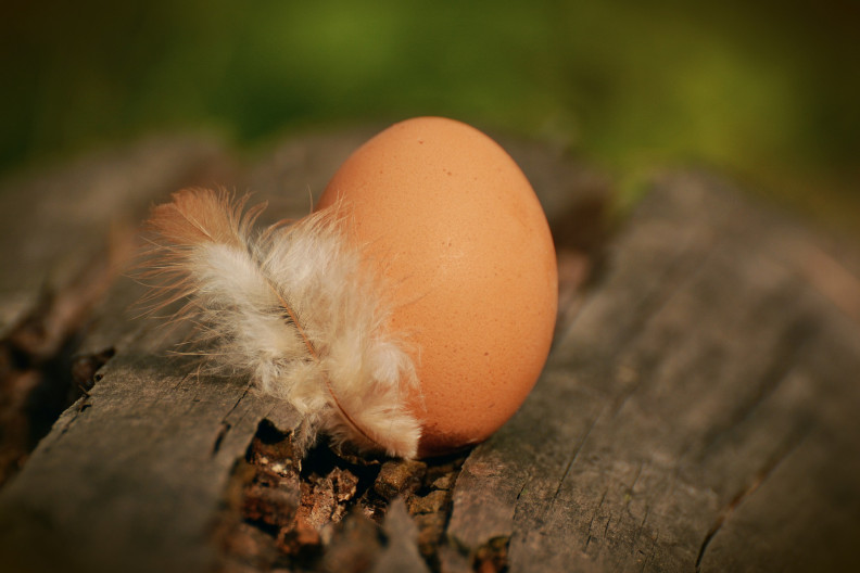 Az első lépés az önellátáshoz vezető úton: termelj tojást otthon!