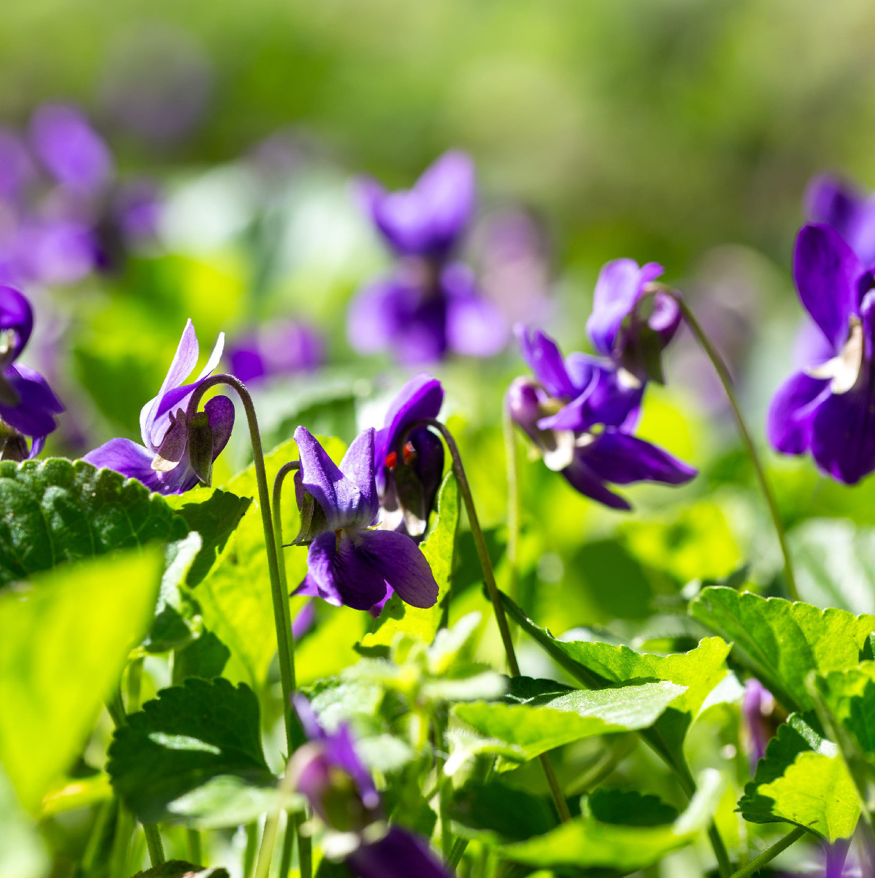 Egy parfümvirág, ami erősíti a farizmokat is 