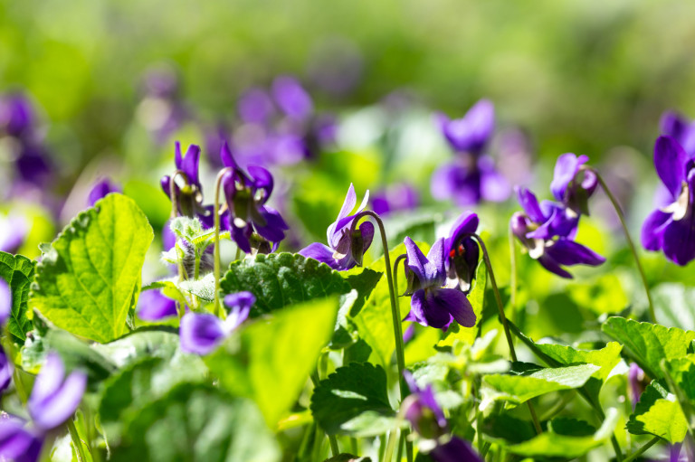 Egy parfümvirág, ami erősíti a farizmokat is 