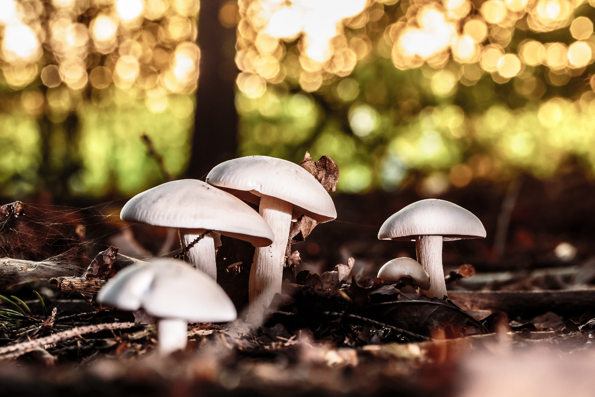 wild forrest mushroom