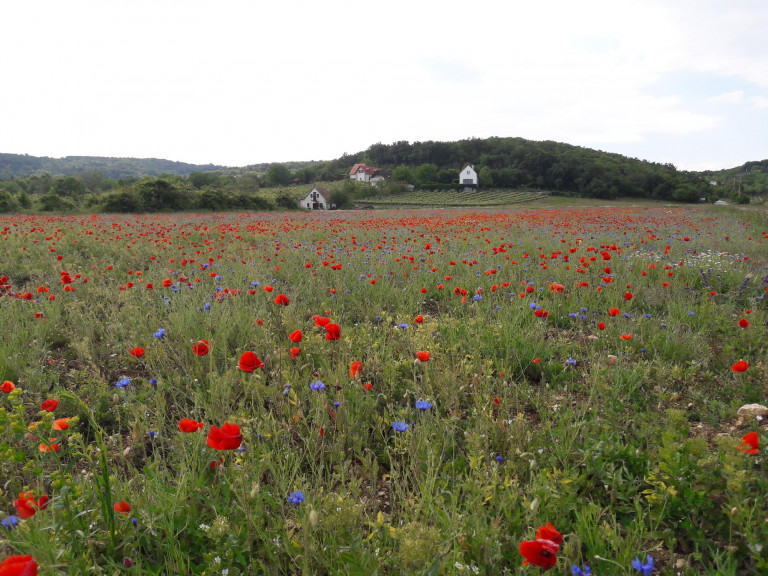 Mező, Monet, pipacsok – tűnődés a jövőnkről a Környezetvédelem Világnapján