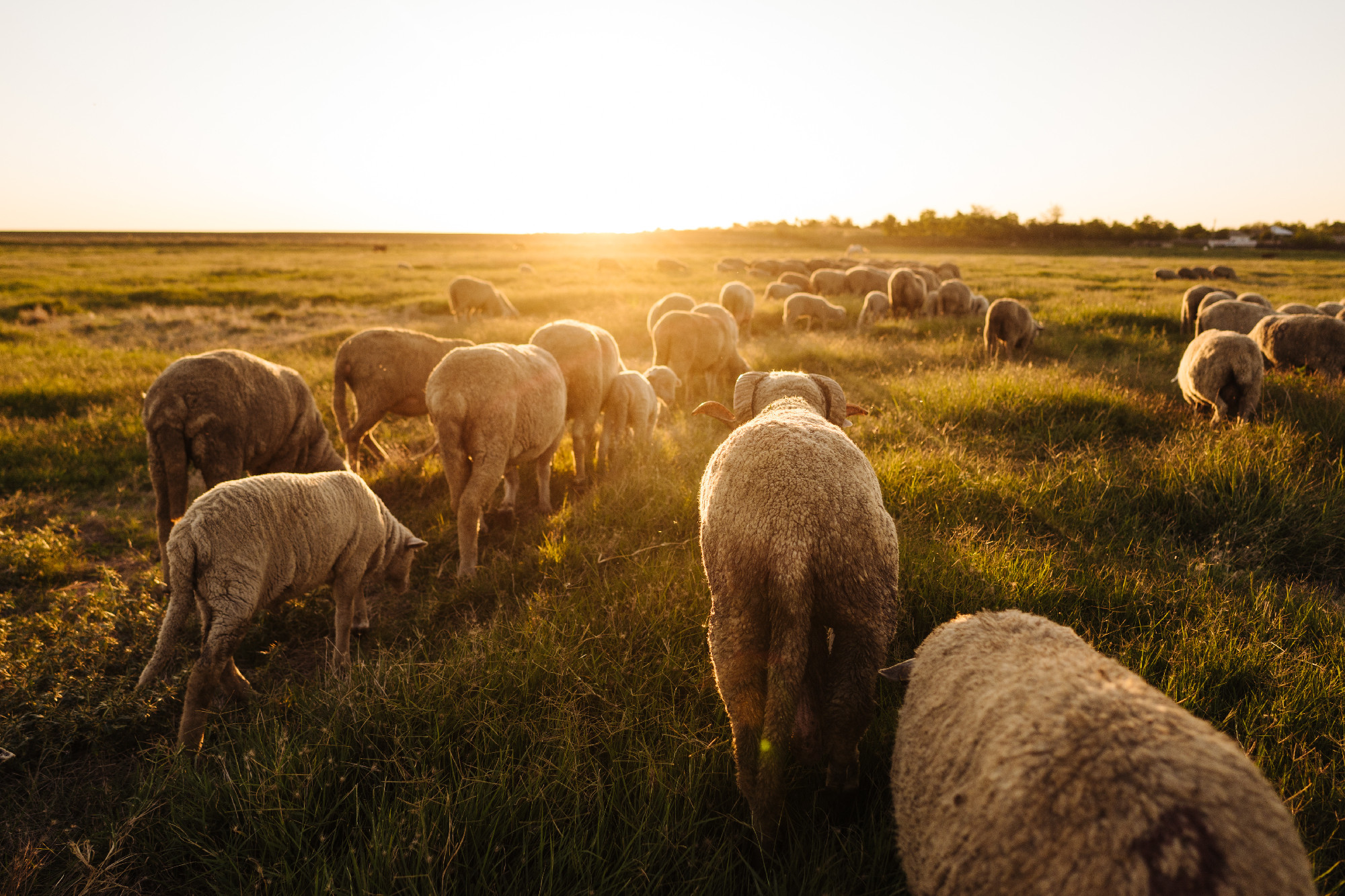 A lot sheep on the beautiful green meadow