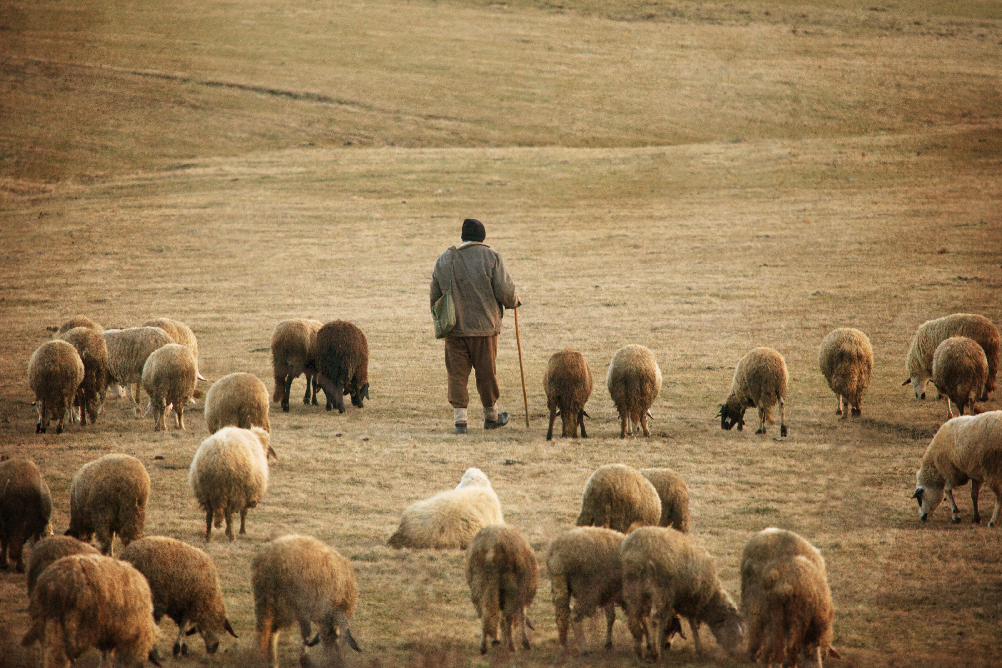 vintage sheep background