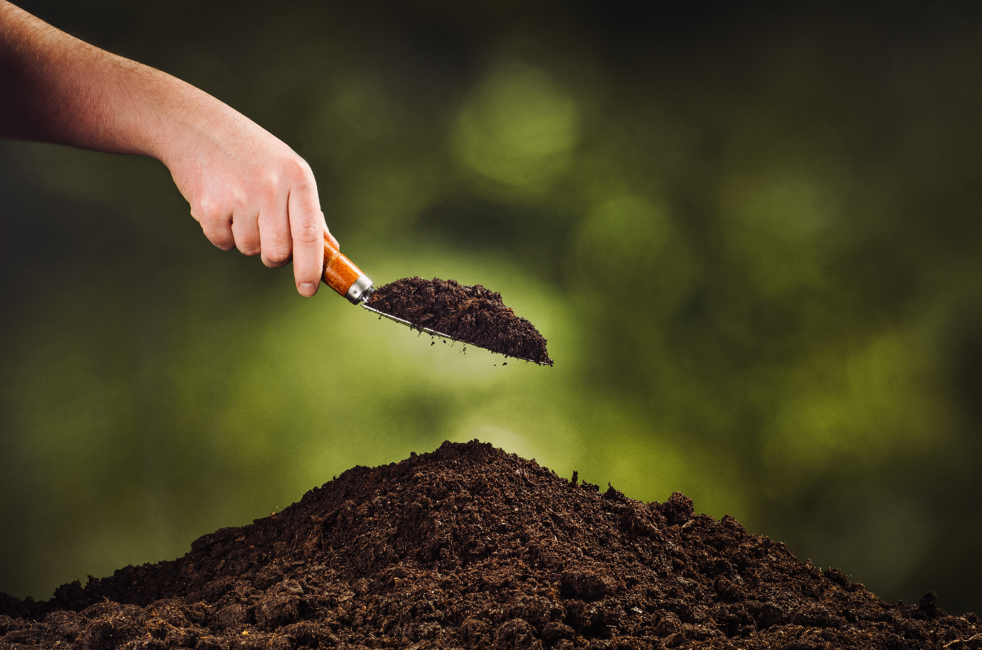 Hand pouring black soil on green plant bokeh background