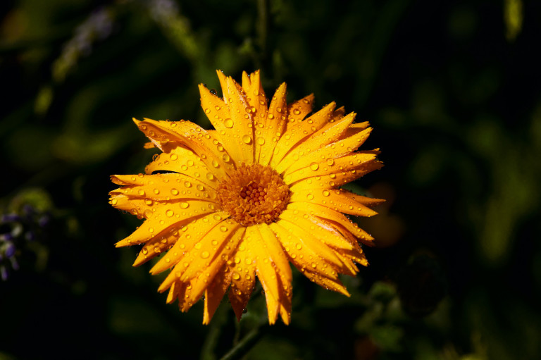 Az élénksárga, fészkes virágzatú gyógyír: ez a körömvirág