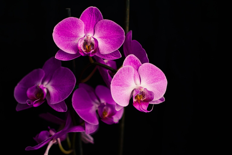 Jégkockákat az orchideákra? – Egy megosztó virágtrend tündöklése