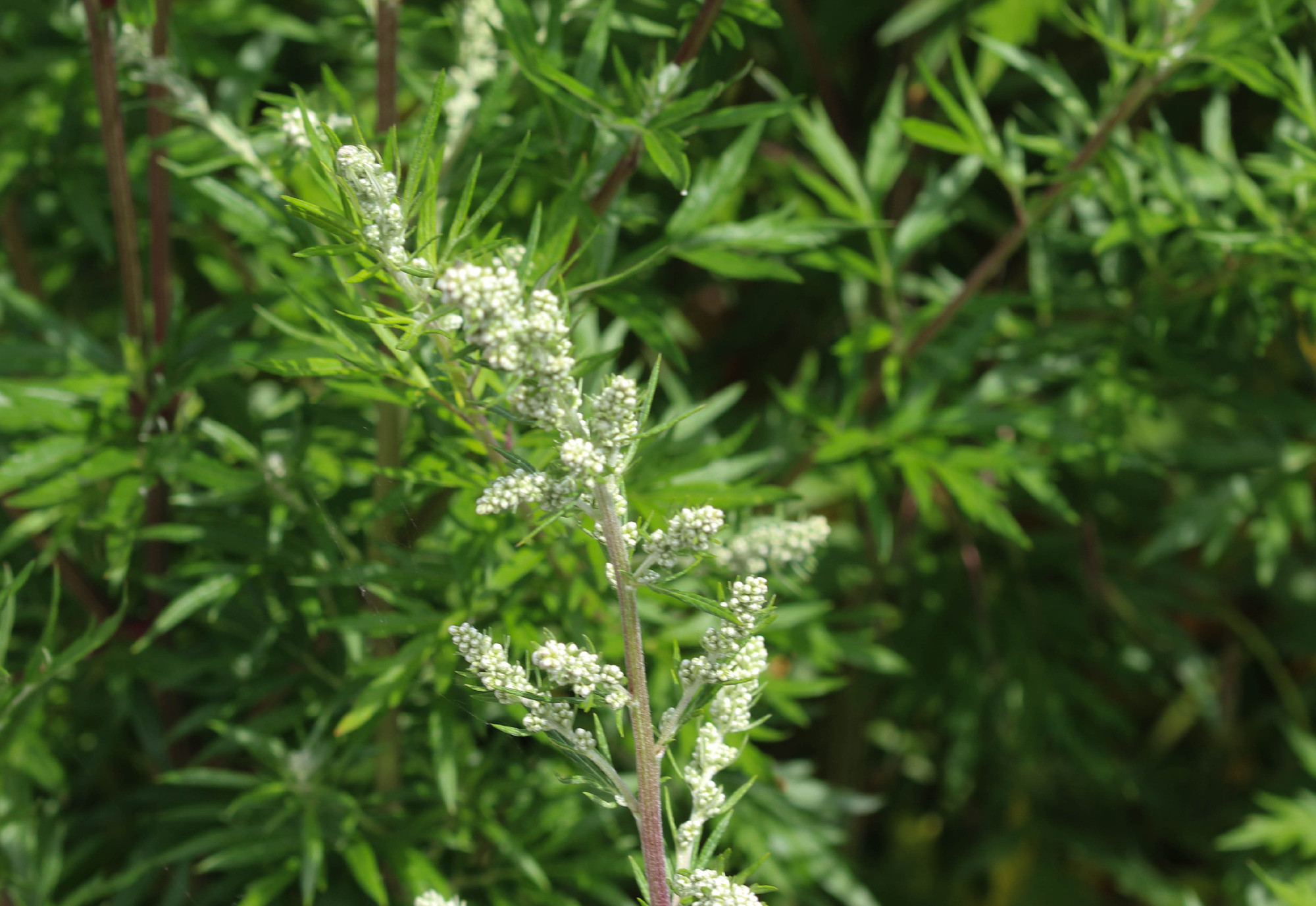 Artemisia vulgaris, also known as common mugwort, riverside wormwood, felon herb, chrysanthemum weed, wild wormwood. Blooming in spring
