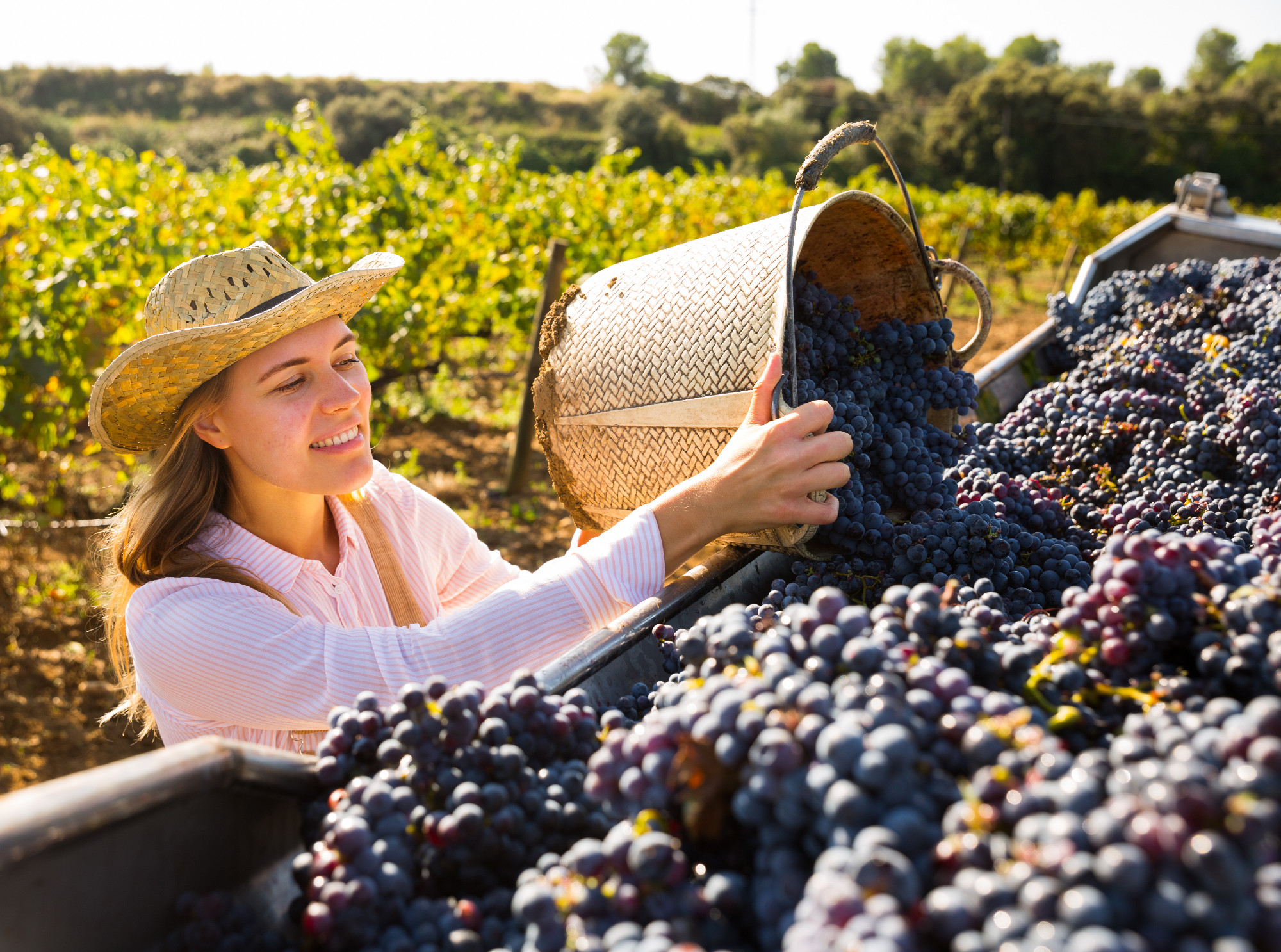 Female owner of vineyard filling truck with grapes