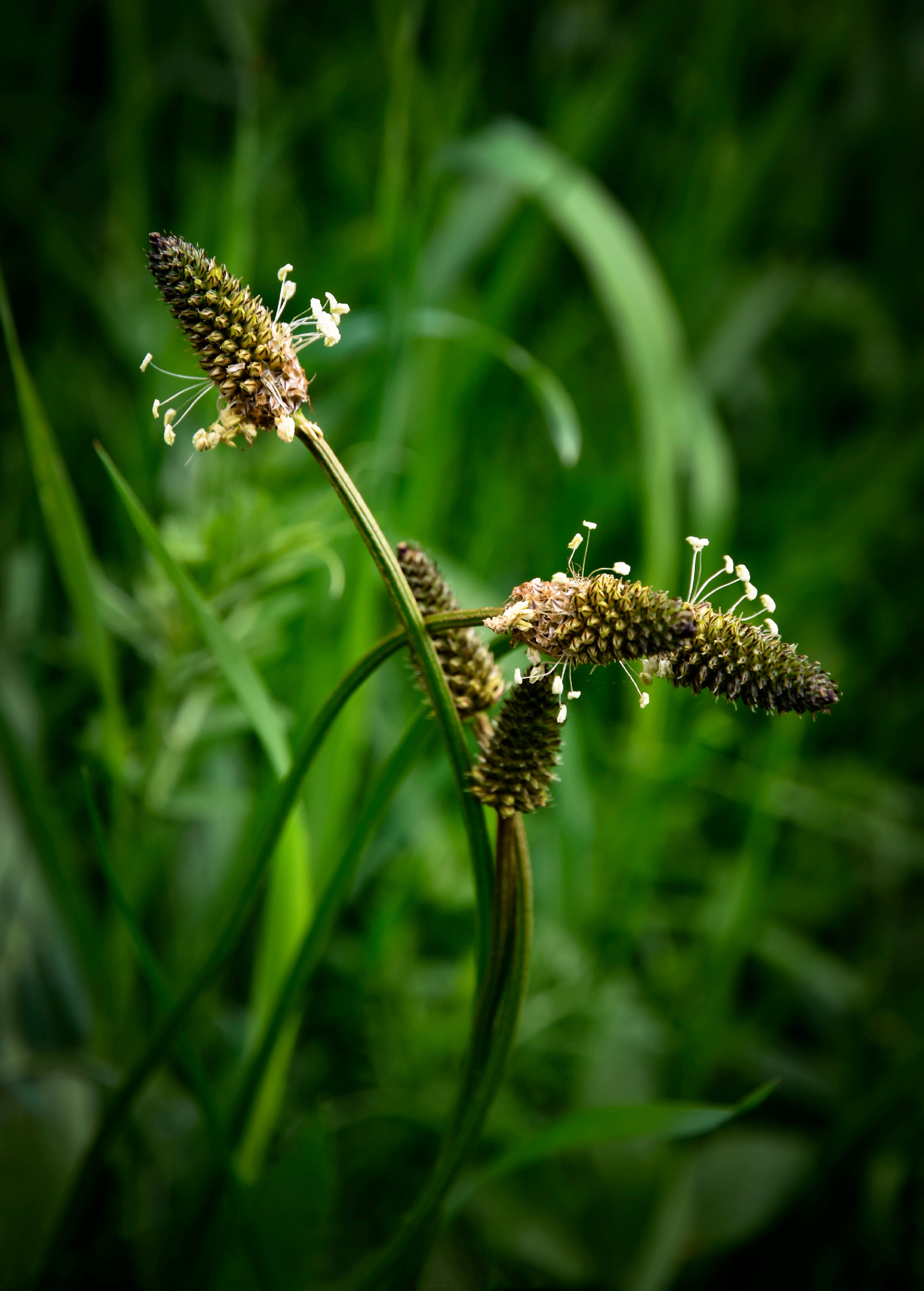 heads of plantain