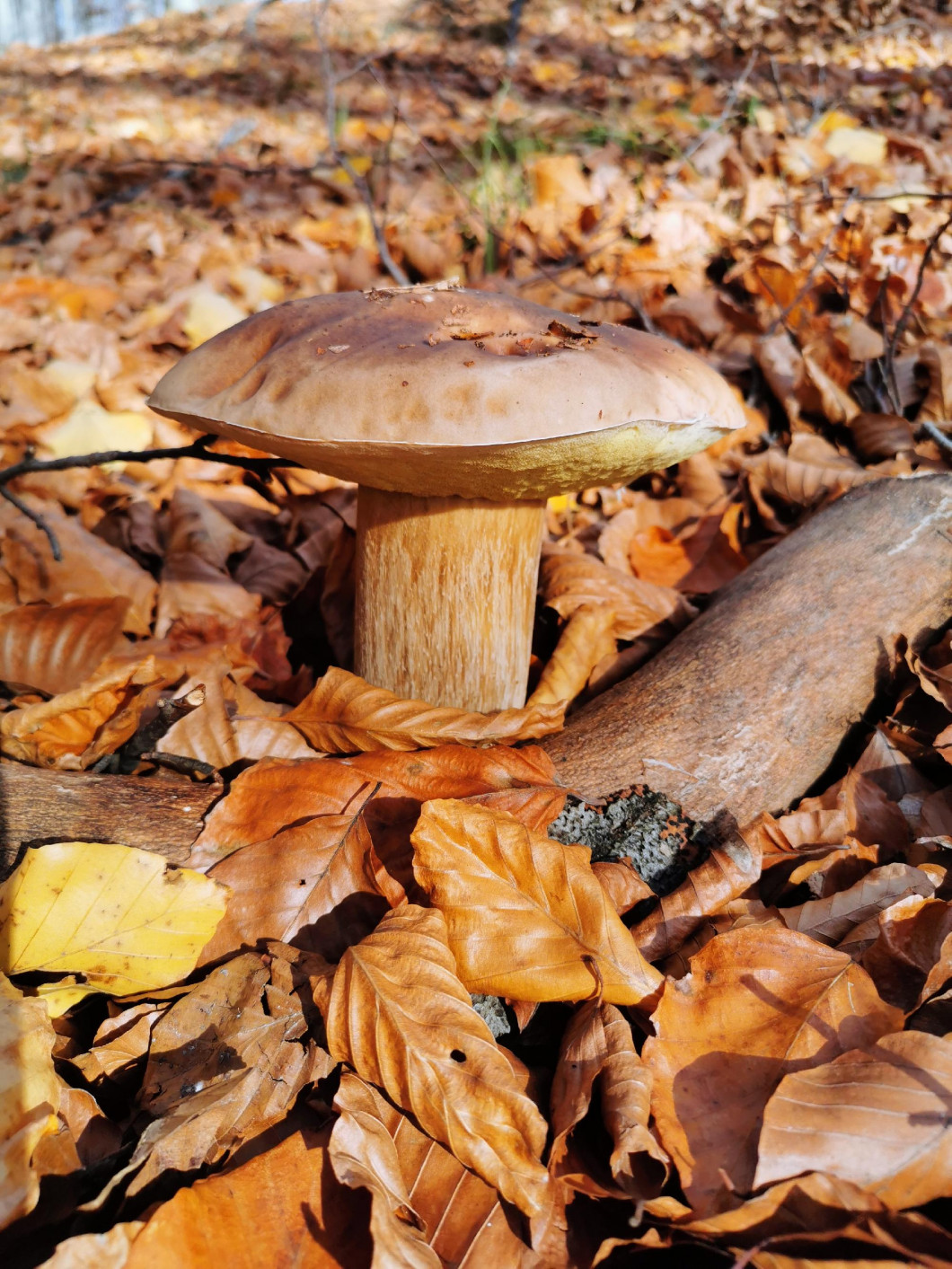 Bemutatkoznak az ősz legfinomabb gombái | bnkstudio.hu