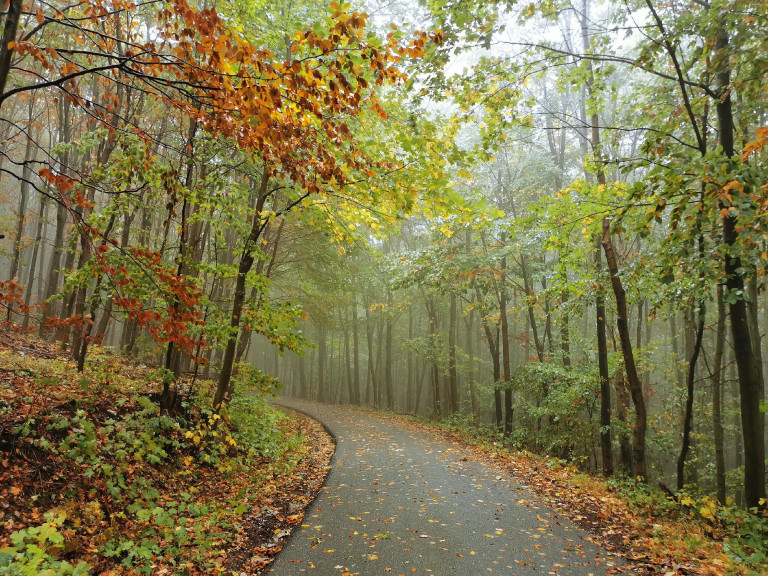 Öt meseszép erdő, amit ősszel látnod kell 