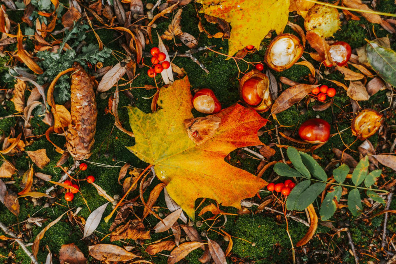 Amitől ősszel bevadulunk: vad- és szelíd gesztenyés dolgaink 