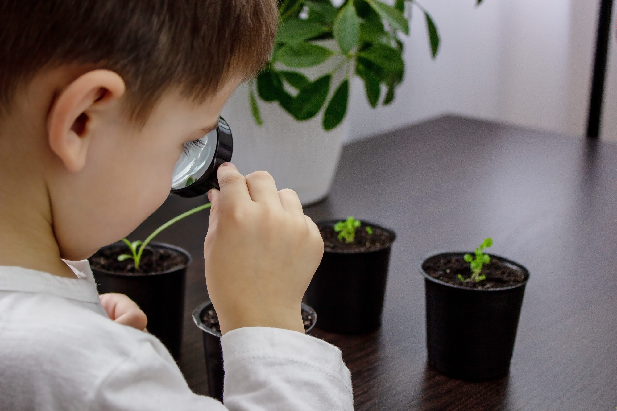 Lehet, hogy te is növényvakságban szenvedsz?