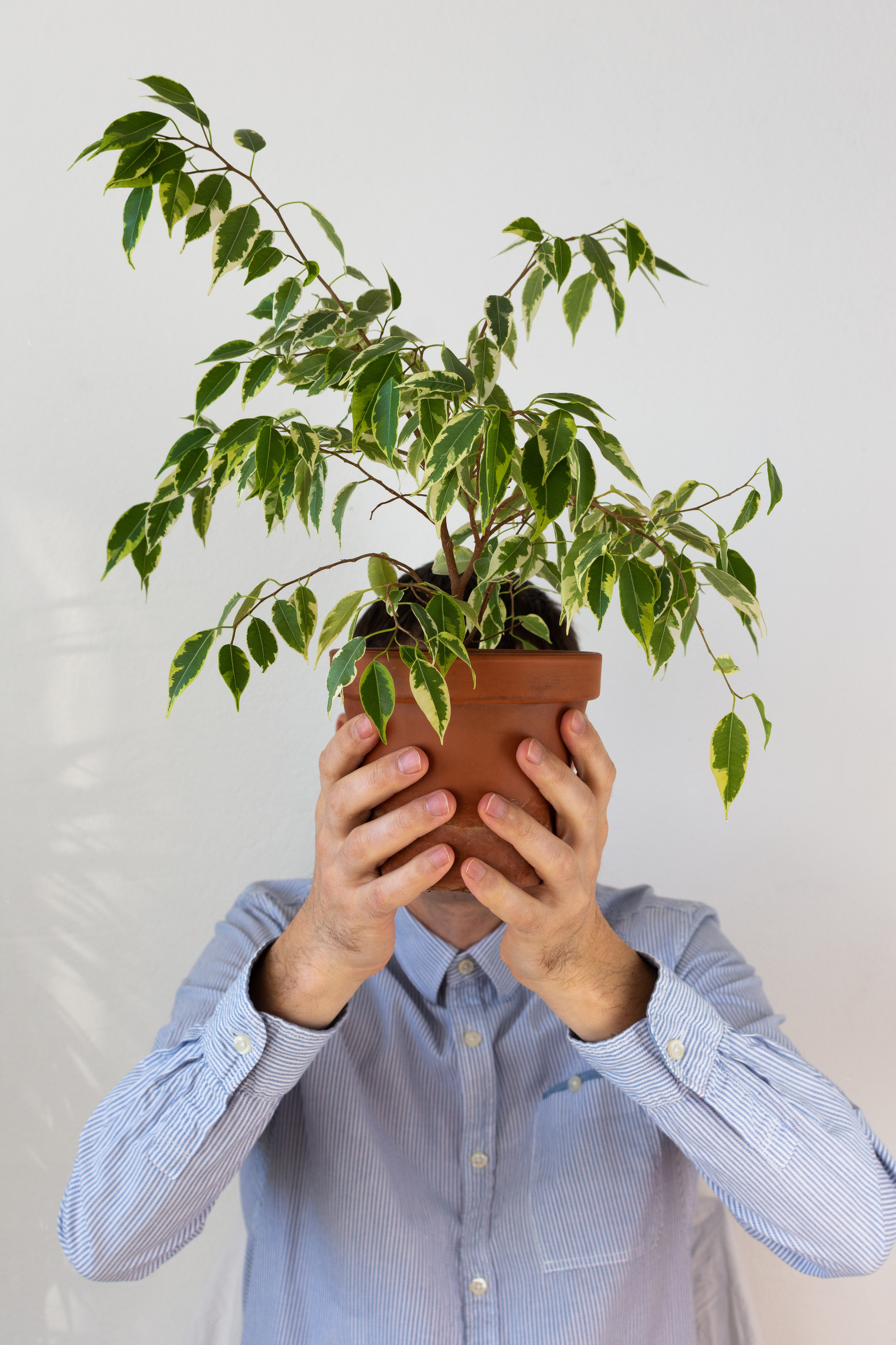 A man covers his face with a house plant