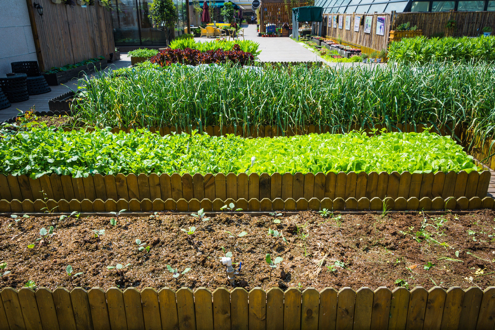 vegetables