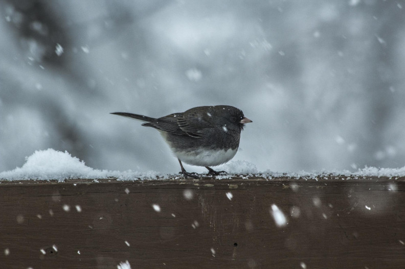Ne csak lelkesen etessük a madarakat télen, hanem megfontoltan is! 