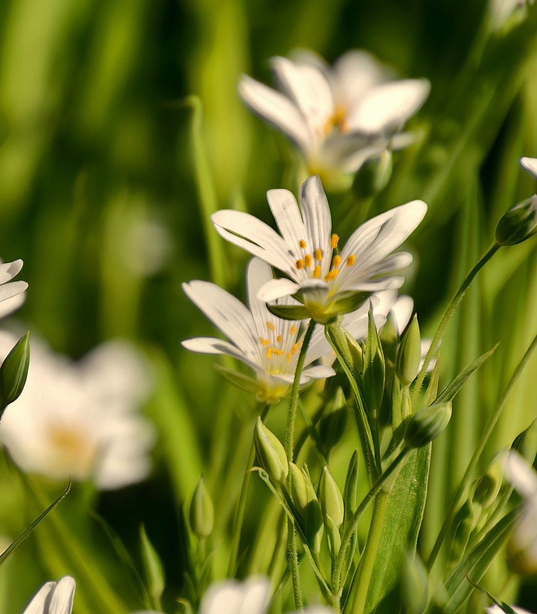 Ismered a tyúkhúrt?