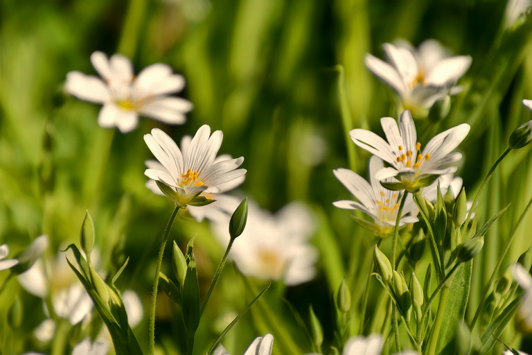 A tavasz nemcsak napfényt, hanem tápanyagokban gazdag növényeket is ajándékoz – Ismered a tyúkhúrt?