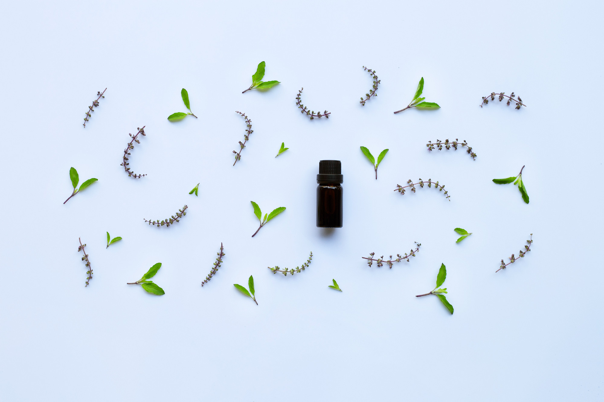 Holy basil essential oil in a glass bottle on white background