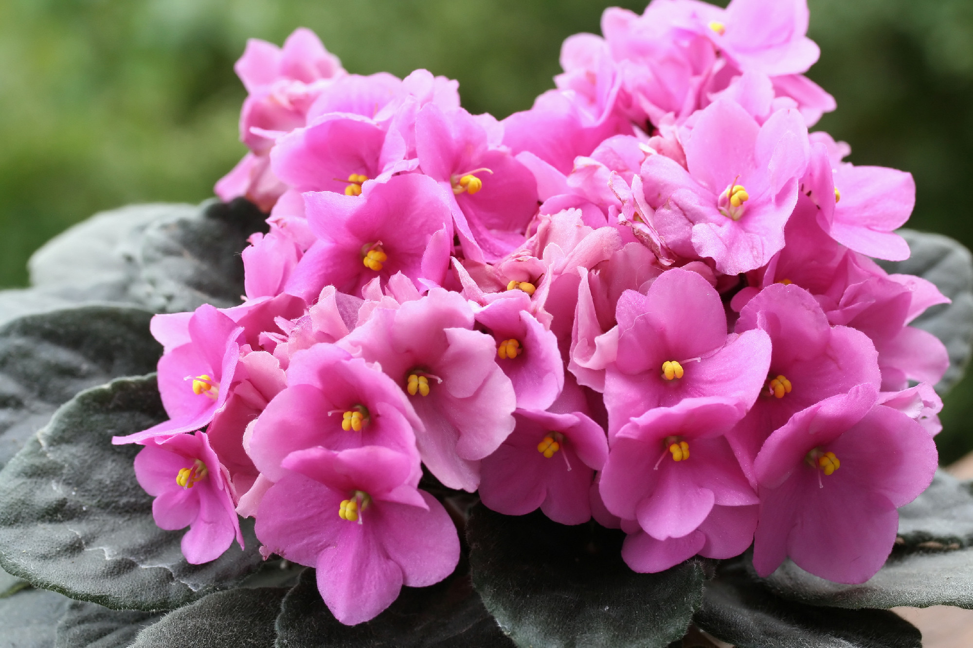 Saintpaulias (African violets, Saintpaulia ionantha)