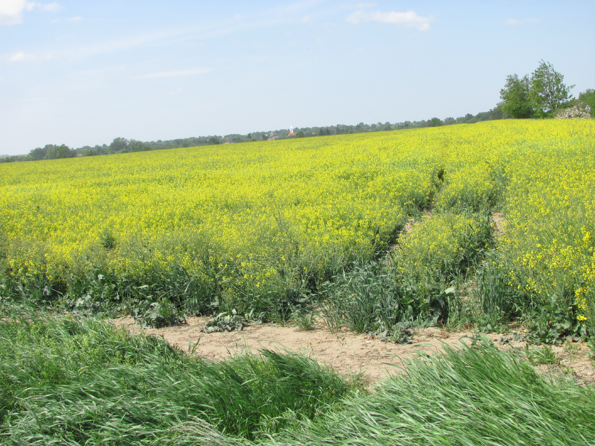 viragosmezők