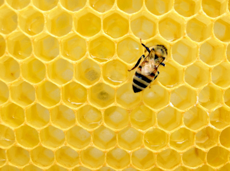 Pótolhatatlan a méhek munkája, és már nagyon sürgős, de még lehetséges megmenteni őket