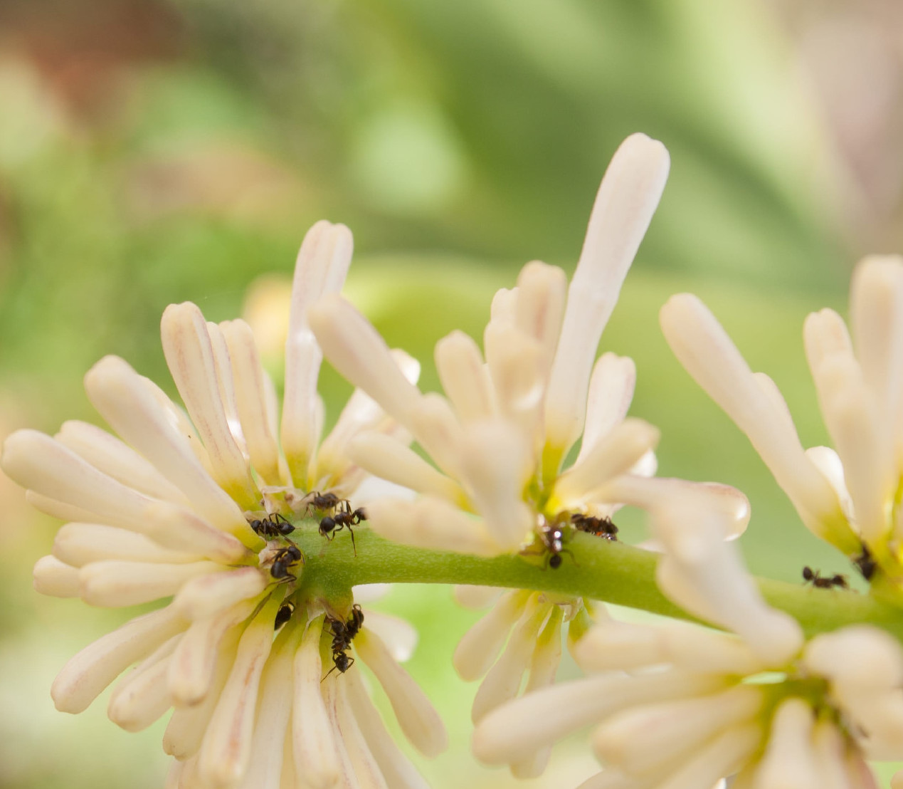 Hangyákkal élni olyan, mint az orosz rulett