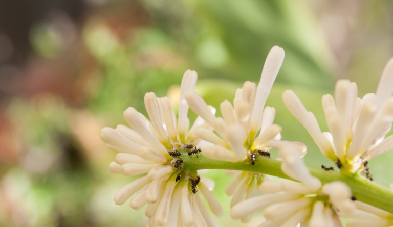 Hangyákkal élni olyan, mint az orosz rulett