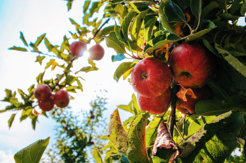 A gyümölcsfákat idén nem kímélte az idő – de kellő odafigyeléssel megmenthetjük őket!