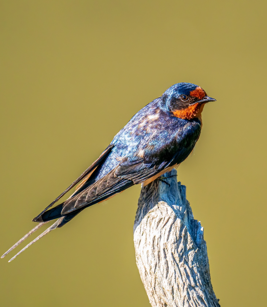 Egy fecske nem csinál nyarat! 