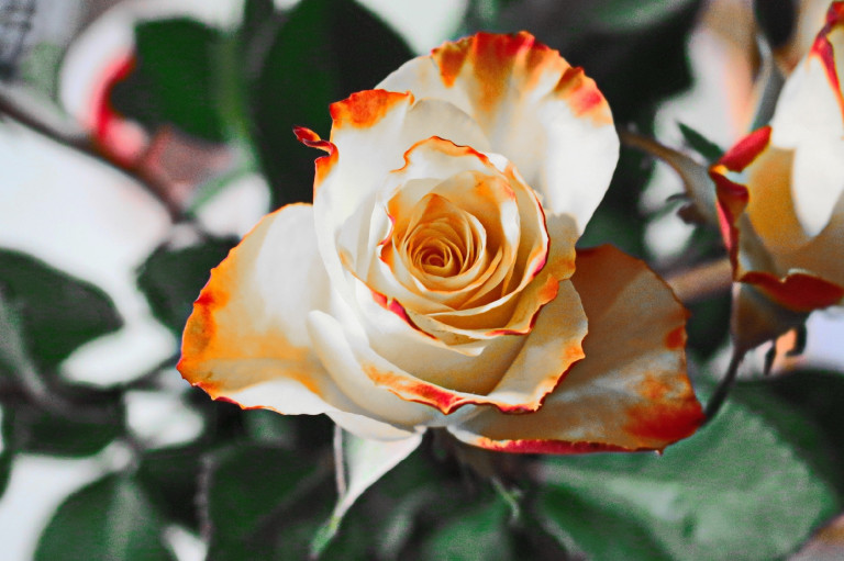 25 tudnivaló a virágok királynőjéről, a rózsáról