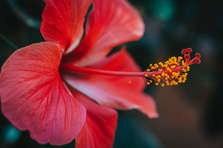 A virága egy napig él, de így is a kert legszebb növénye: 25 érdekesség a mocsári hibiszkuszról