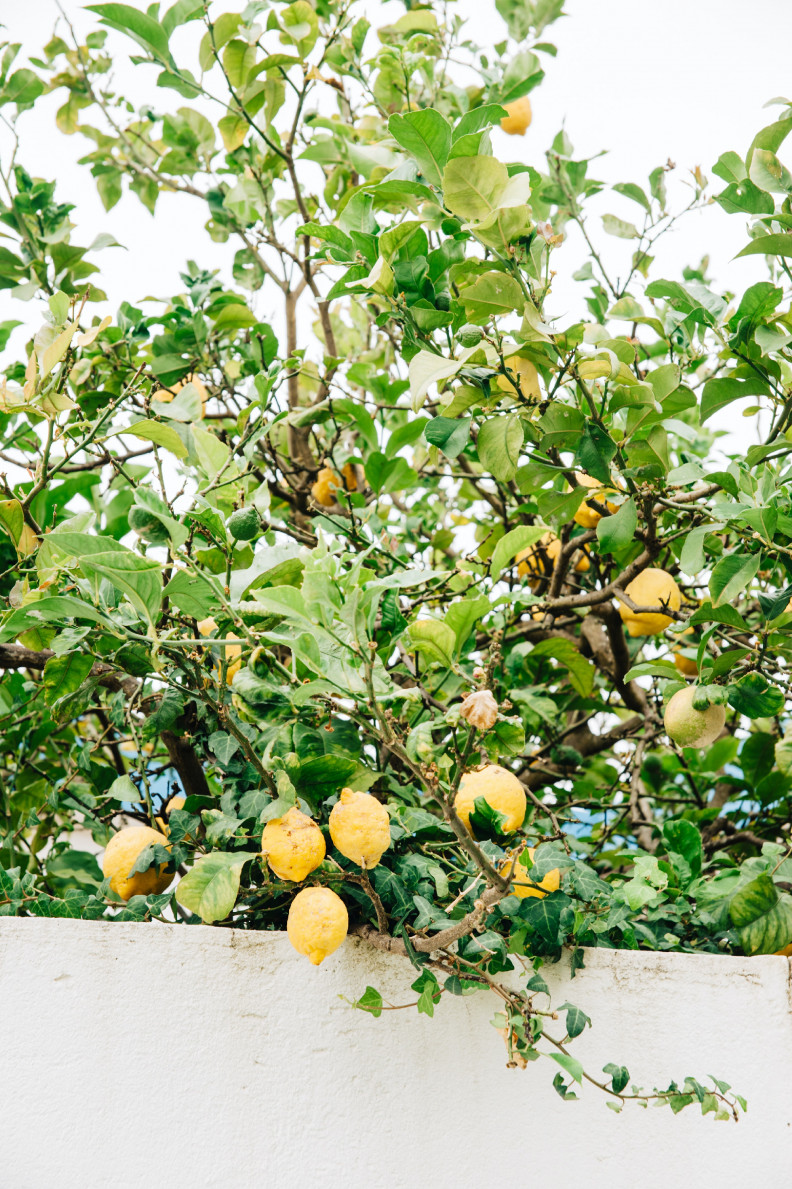 A citromfa – egy keserédes történet a savanyú valóságról